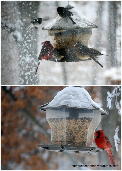 When the snow was falling hard, birds mobbed the feeder and filled the nearby trees as they waited their turn.  When the snow stopped, the traffic thinned out.  In the bottom photo, a cardinal leisurely eats his meal.